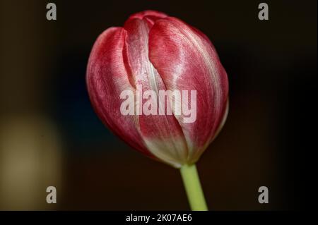 A single red tulip with closed flower against a dark background