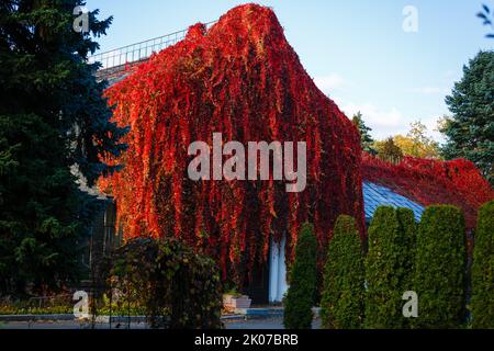 Fall red leafs climb a multi stored building fasade, omitting windows. Seasonal Autumn background Stock Photo