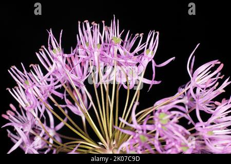 Fading purple common onion (Allium cepa), studio photography with black background Stock Photo
