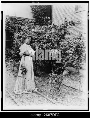 Frances Benjamin Johnston, full-length portrait, standing in her garden, by rose bushes, with some flowers in her hand, facing slightly right, between 1890 and 1910. Stock Photo