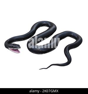 Black rat snake 3D illustration. Stock Photo