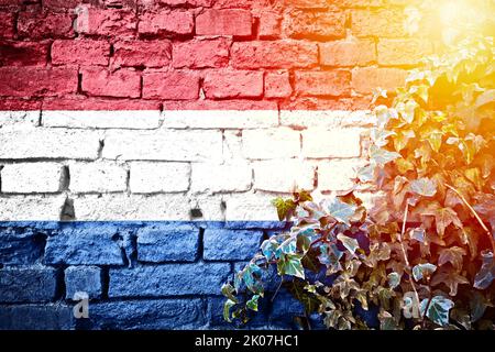 Netherland grunge flag on brick wall with ivy plant sun haze view, country symbol concept Stock Photo