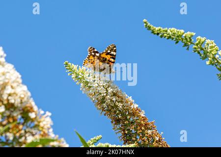 butterfly, painted lady (Cynthia cardui)  on butterfly bush (Buddleja davidii), Lower Saxony, Germany Stock Photo