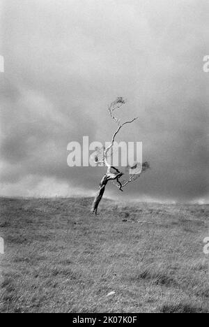 A single sunlit tree in front of storm clouds in a field in Northumberland, near Hadrian's Wall, shot on 35mm black and white film. Stock Photo