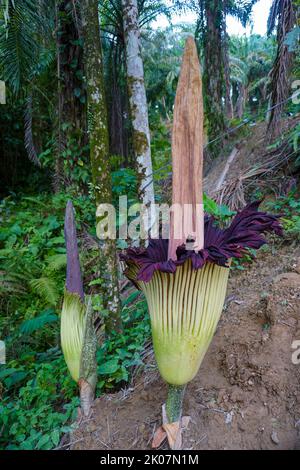 Amorphophallus titanum, the titan arum, is a flowering plant in the family Araceae. It has the largest unbranched inflorescence in the world. Stock Photo
