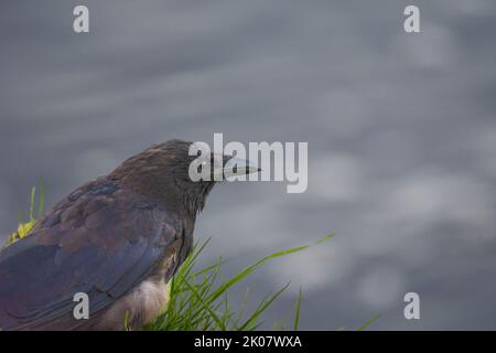 Carion Crow (Corvus corone) surveying the River Tay in Perth, Perthshire, Scotland. Stock Photo