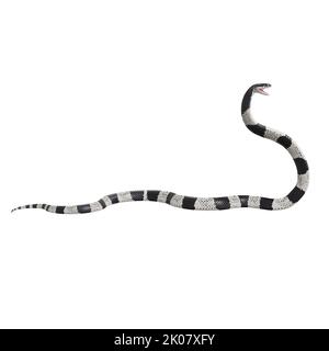 Malayan Krait 3D illustration. Stock Photo