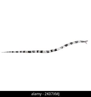 Malayan Krait 3D illustration. Stock Photo