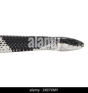 Malayan Krait 3D illustration. Stock Photo