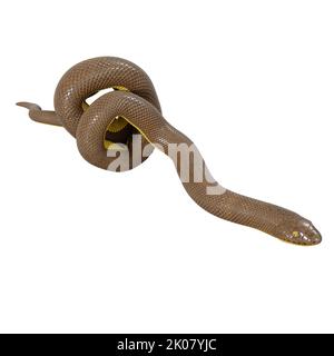 Malayan Krait 3D illustration Stock Photo