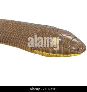 Malayan Krait 3D illustration Stock Photo