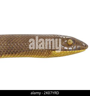 Malayan Krait 3D illustration Stock Photo