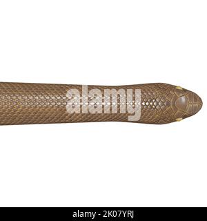 Malayan Krait 3D illustration Stock Photo