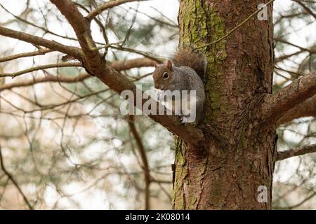 Grey UK squirrel sitting in a tree looking at the camera, in natural environment Stock Photo