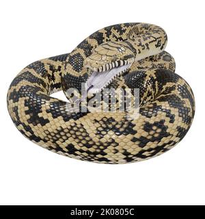 Scrub python 3D illustration. Stock Photo