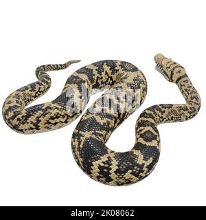 Scrub python 3D illustration. Stock Photo