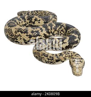 Scrub python 3D illustration. Stock Photo