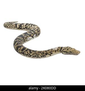 Scrub python 3D illustration. Stock Photo