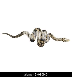 Scrub python 3D illustration. Stock Photo