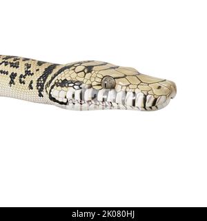 Scrub python 3D illustration. Stock Photo