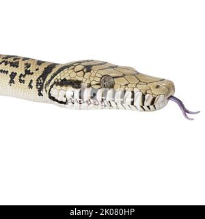 Scrub python 3D illustration. Stock Photo