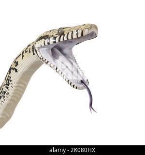 Scrub python 3D illustration. Stock Photo