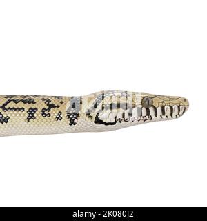 Scrub python 3D illustration. Stock Photo