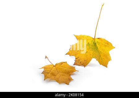 Two golden yellow maple leaves falling down, isolated with small shadows on a white background, autumn still life as a seasonal greeting card, copy sp Stock Photo