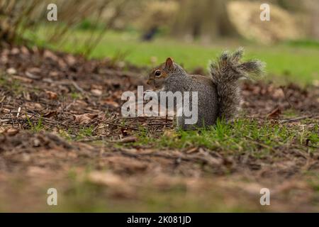 Close ups of a Grey Squirrel foraging on the ground in a park and eating peanuts Stock Photo