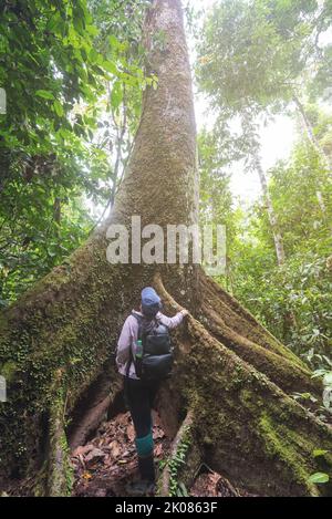 Rear view of woman looking up at the tall and big tree in the jungle of borneo in Tabin Lahad Datu Sabah Malaysia Stock Photo