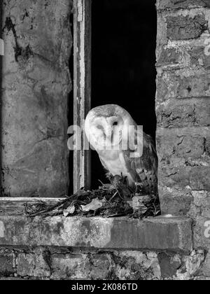 Mono Barn Owl perched in broken barn window Stock Photo