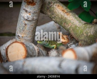 male sand lizard with beautiful green coloring resting in a pile of birch branches Stock Photo
