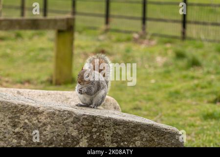 Grey Squirrel eating a peanut in the park while sitting on a rock Stock Photo