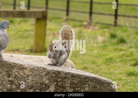 Pigeon and Squirrel have a disagreement over some peanuts Stock Photo