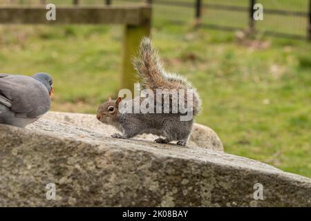 Pigeon and Squirrel have a disagreement over some peanuts Stock Photo