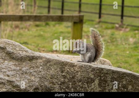 Grey Squirrel eating a peanut in the park while sitting on a rock Stock Photo