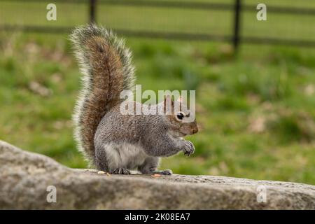 Grey Squirrel eating a peanut in the park while sitting on a rock Stock Photo