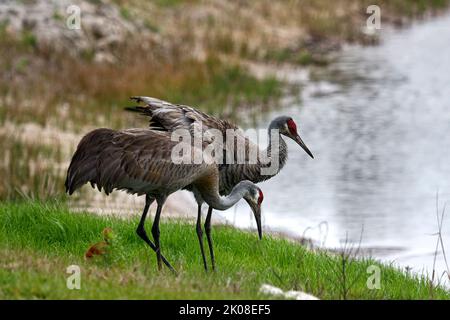 Sandhill crane pair, Grus canadensis, elegant birds, pond, wildlife, animal, nature, Florida; Venice, FL Stock Photo