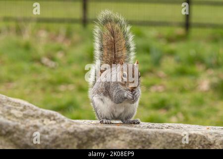 Grey Squirrel eating a peanut in the park while sitting on a rock Stock Photo