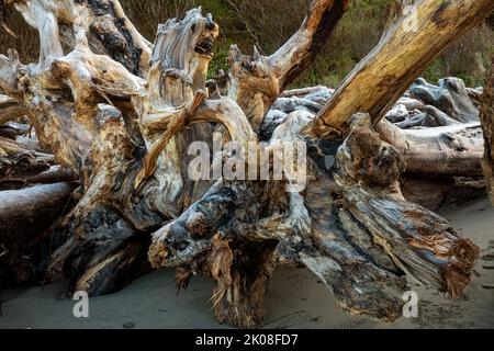 WA21998-00...WASHINGTON - Root ball washed up on Second Beach in Olympic National Park. Stock Photo