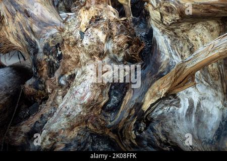 WA22000-00...WASHINGTON - Root ball washed up on Second Beach in Olympic National Park. There are at least two faces to be found in the picture. Stock Photo