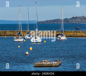 Leith, Edinburgh, Scotland, UK, 10th September 2022. UK Weather: sunshine on Granton. A very warm September day for a pair of grey seals to bask in the sun on a platform in Granton harbour amongst the sailing boats. Credit: Sally Anderson/Alamy Live News Stock Photo
