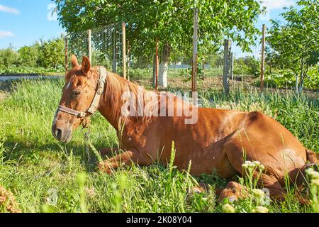 Sick horse in the field Stock Photo