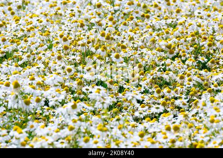 Scentless Mayweed (tripleurospermum inodorum), a mass of the large daisy-like flowers growing in the fertile ground of a field margin. Stock Photo