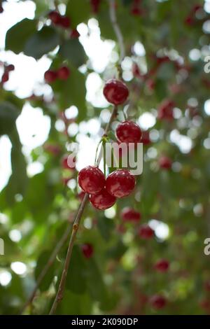 Closeup of ripe dark red sour cherries hanging on sour cherry tree branch with blurred background. Sour cherry tree (Prunus cerasus) in the garden. Stock Photo