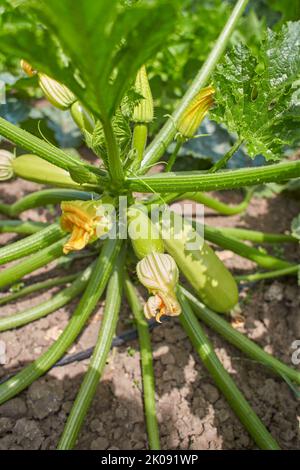 Fresh green Zucchini plant in a vegetable garden with fruits and flowers Stock Photo