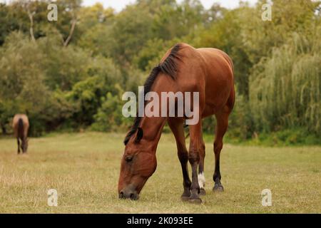 a beautiful brown horse grazes in a meadow against the background of trees Stock Photo
