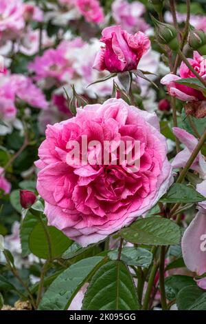 Flowers of ‘Zaide’ Shrub Rose Stock Photo