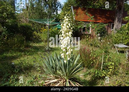 White flowering Yucca gloriosa 'Variegata' variegated Spanish dagger in a Dutch garden. September, summer Stock Photo