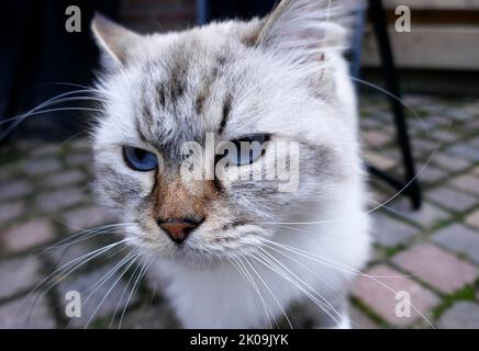 The eyes of a bored ragdoll cat. This is a breed with a distinct color-point coat and blue eyes. Stock Photo